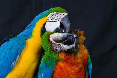 Close-up of a parrot