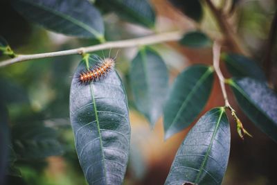 Close-up of insect on leaf