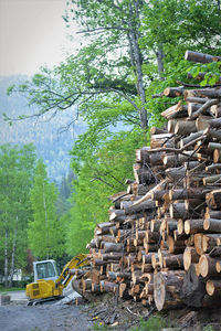 Stack of logs in forest