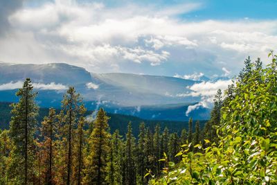 Scenic view of forest against sky