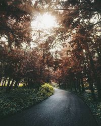 Road passing through forest