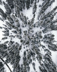 Aerial shot of snow covered pine trees in forest