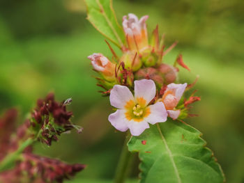 Close-up of pink flowers blooming outdoors