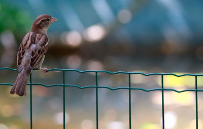 Sparrow perching on fence