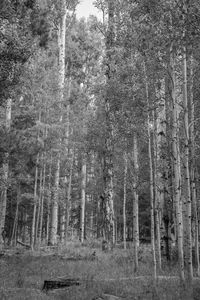 View of trees in forest