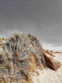 Dry grass on land against sky