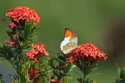 Close-up of butterfly pollinating on flower