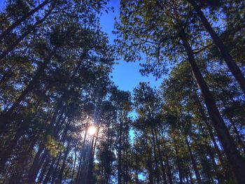 Low angle view of trees against sky