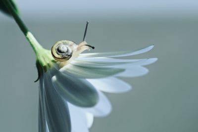 Close-up of snail on plant