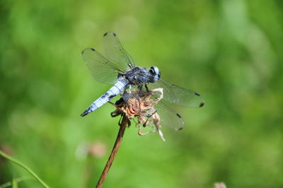 Close-up of dragonfly on flower