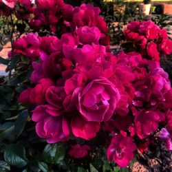 Close-up of pink flowers