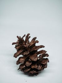 Close-up of pine cone on white background