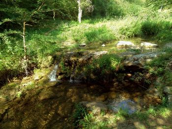 Plants and stream in forest