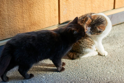 Two cats kissing