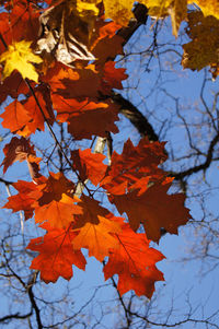Low angle view of maple leaves on tree