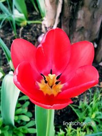 flower