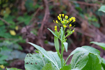 Close-up of flowering plant