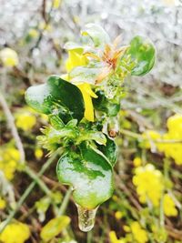 Close-up of yellow flower on field