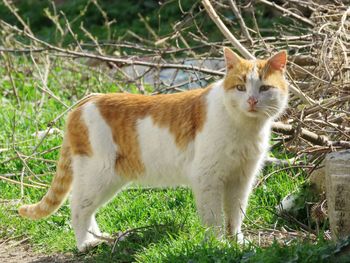 Portrait of a cat on field