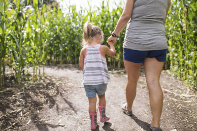 Mother holding hand of young daughter, exploring corn maze.
