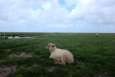 Sheep in a field