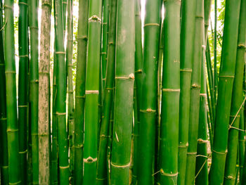 Bamboo forest in the morning, picturesque thickets of bamboo, thailand