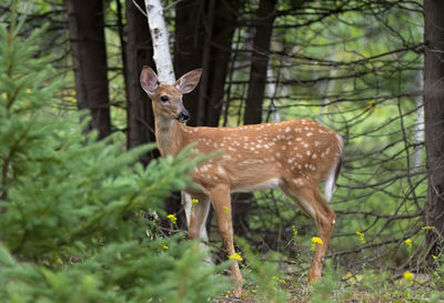 Deer standing in a forest