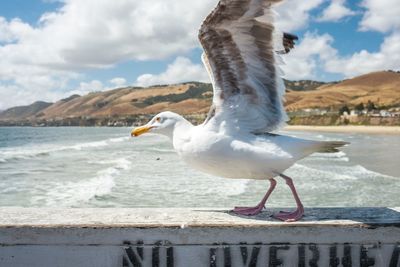 Close-up of seagull with spread wings on railing by sea against cloudy sky