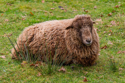 Brown sheep resting - ouessantschaf