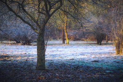 Bare trees in water against sky