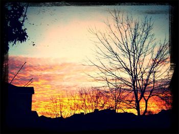 Silhouette of bare trees at sunset