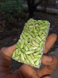 Cropped image of person holding leaf