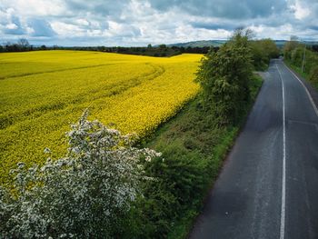 Rapeseed field, blooming tree and a road. somewhere in castledermot, ireland. 