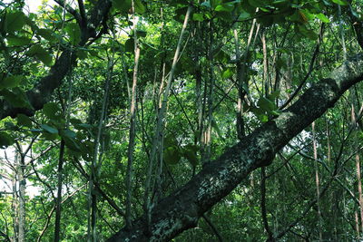 Low angle view of bamboo trees in forest