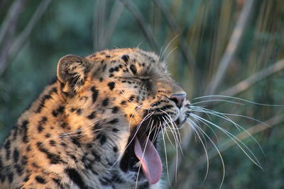 Close-up of a amurleopard