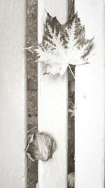 Close-up of window on wooden wall