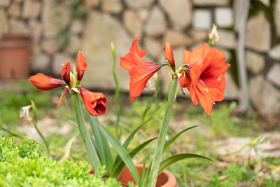 Close-up of red flowering plant on field