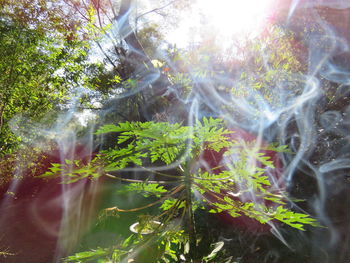 Close-up of plants against trees