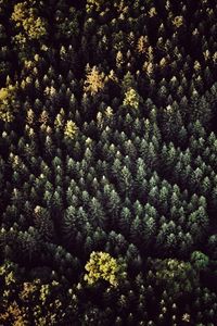 Full frame shot of tree in forest