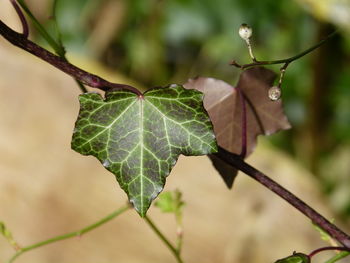 Close-up of fresh green leaf