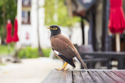 Close-up of bird perching on feeder