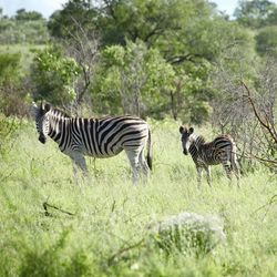 Zebra grazing in forest