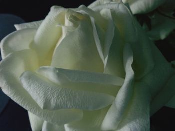 Close-up of white flowers