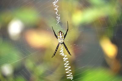 Close-up of spider on web