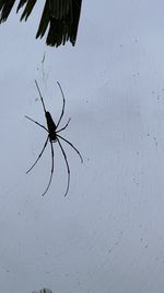 spider