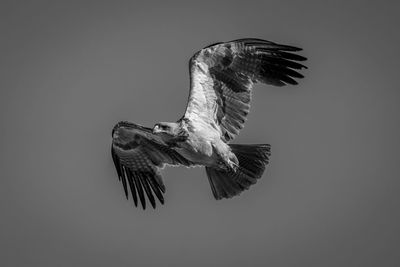 Low angle view of bird flying against clear sky