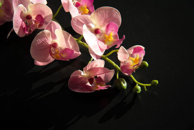 Close-up of pink orchids against black background