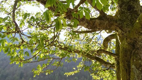 Low angle view of tree