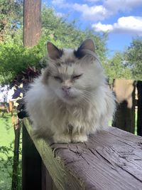 Cat sitting on wooden wall