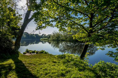 Trees by lake against sky